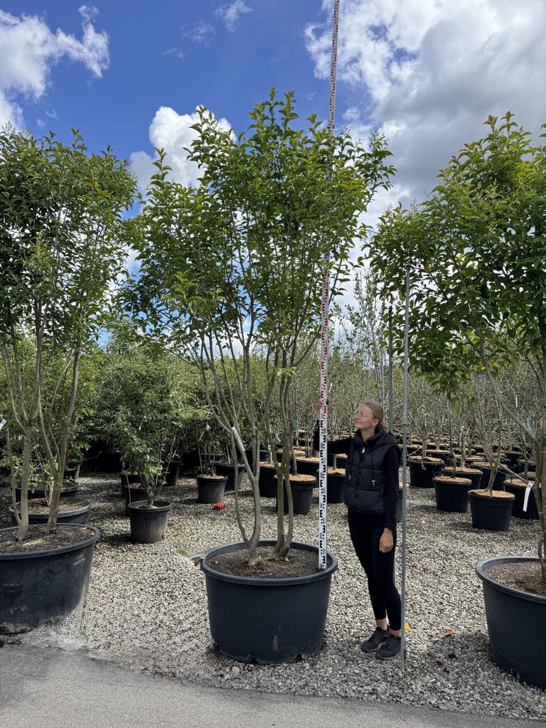 Ligustrum japonicum Schirmform