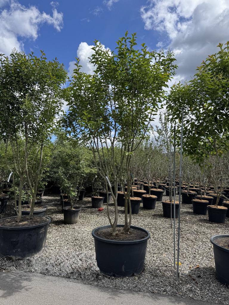 Ligustrum japonicum Schirmform