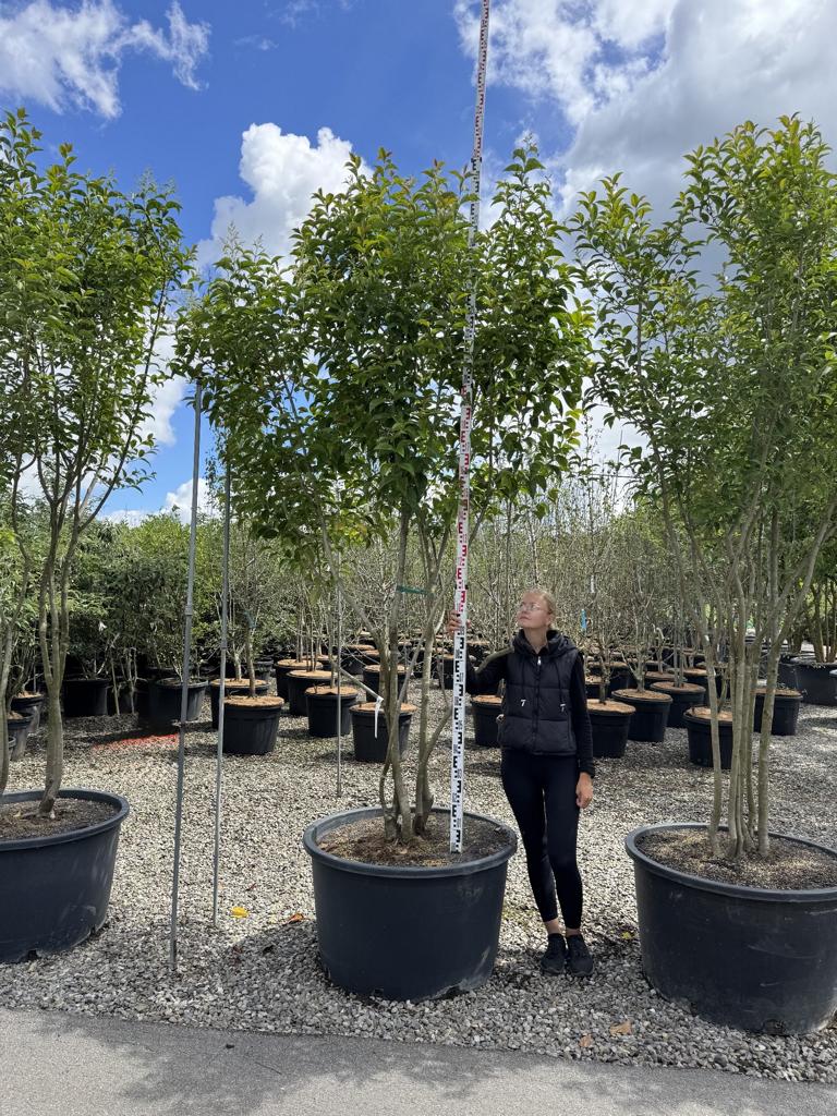 Ligustrum japonicum Schirmform