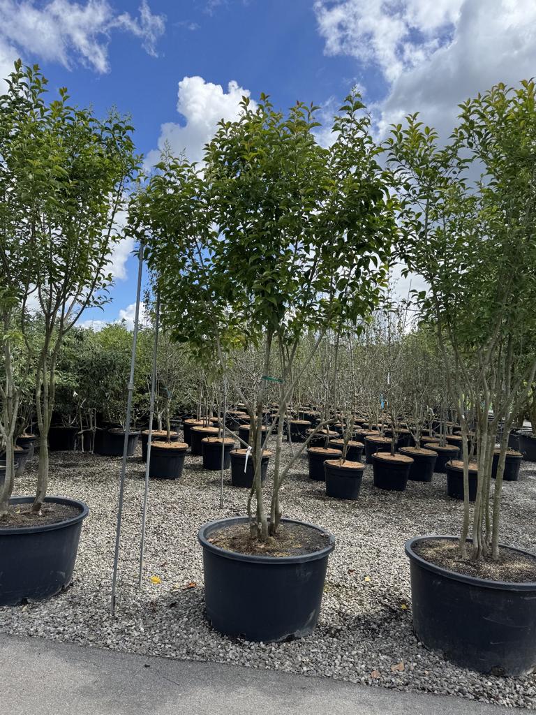 Ligustrum japonicum Schirmform