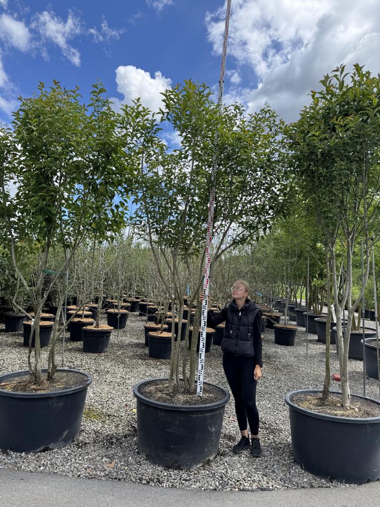 Ligustrum japonicum Schirmform