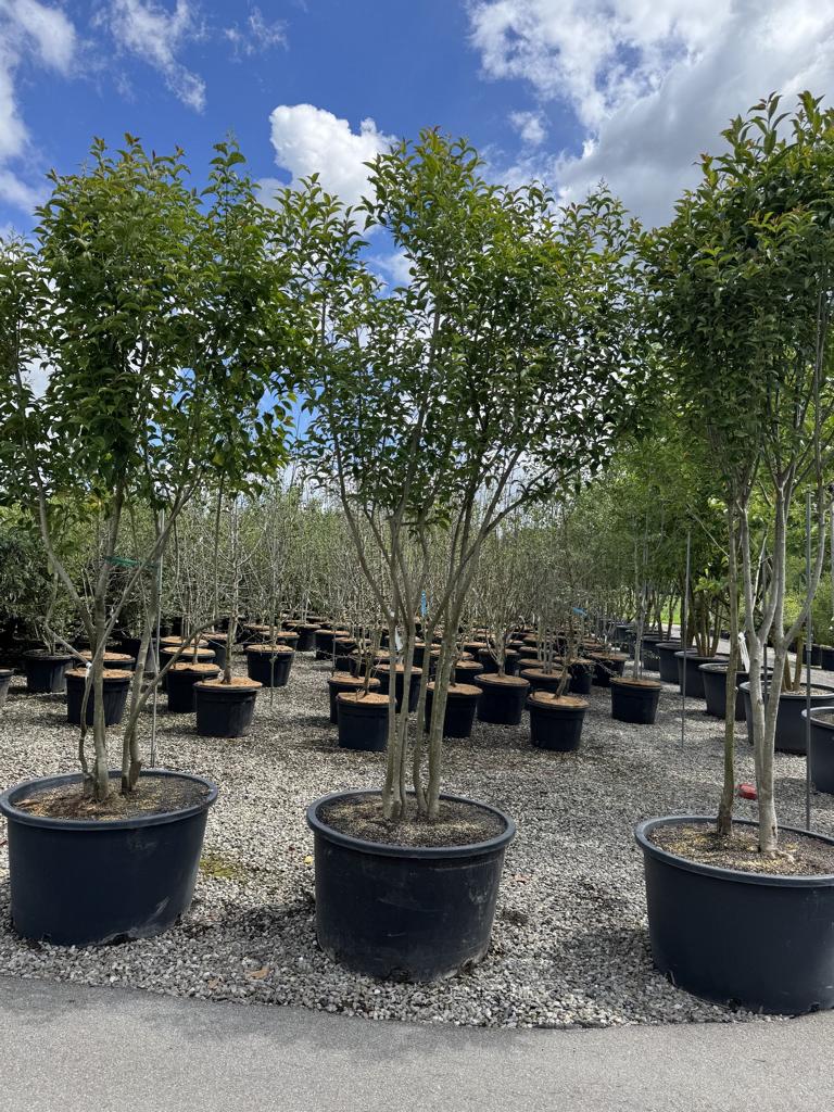 Ligustrum japonicum Schirmform