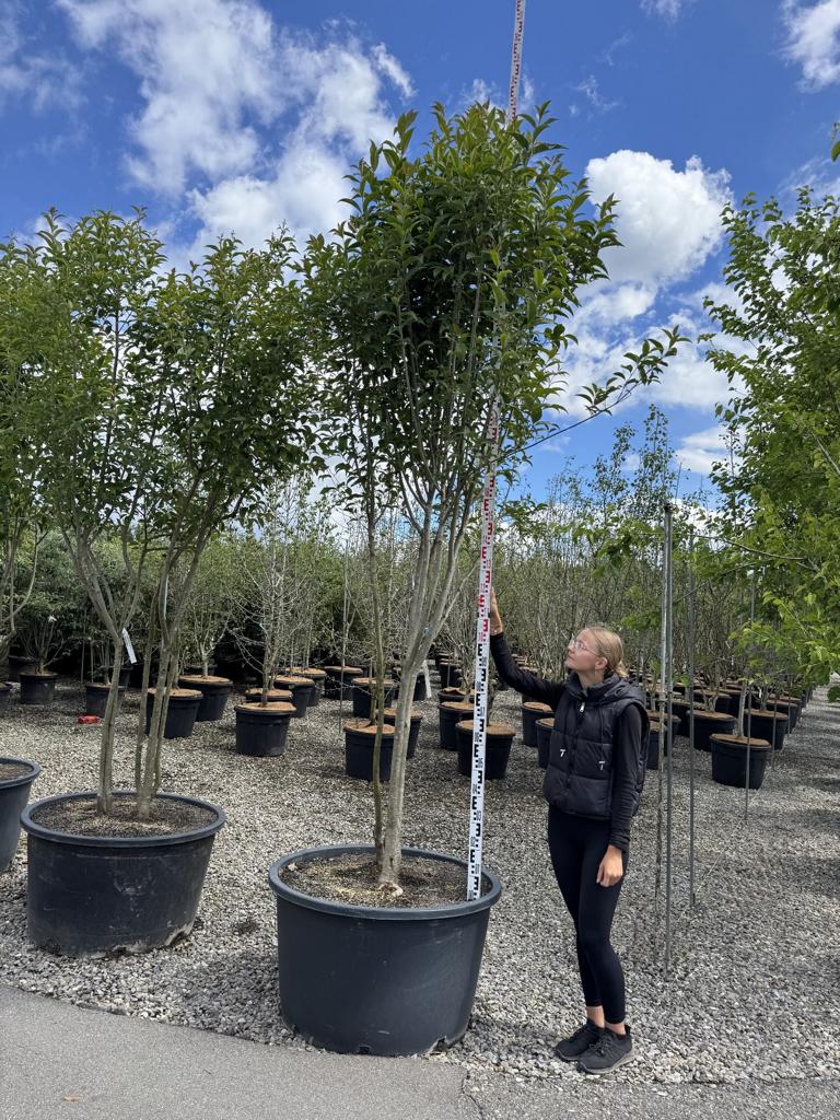 Ligustrum japonicum Schirmform