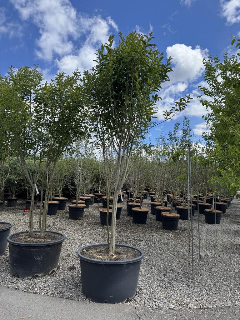 Ligustrum japonicum Schirmform