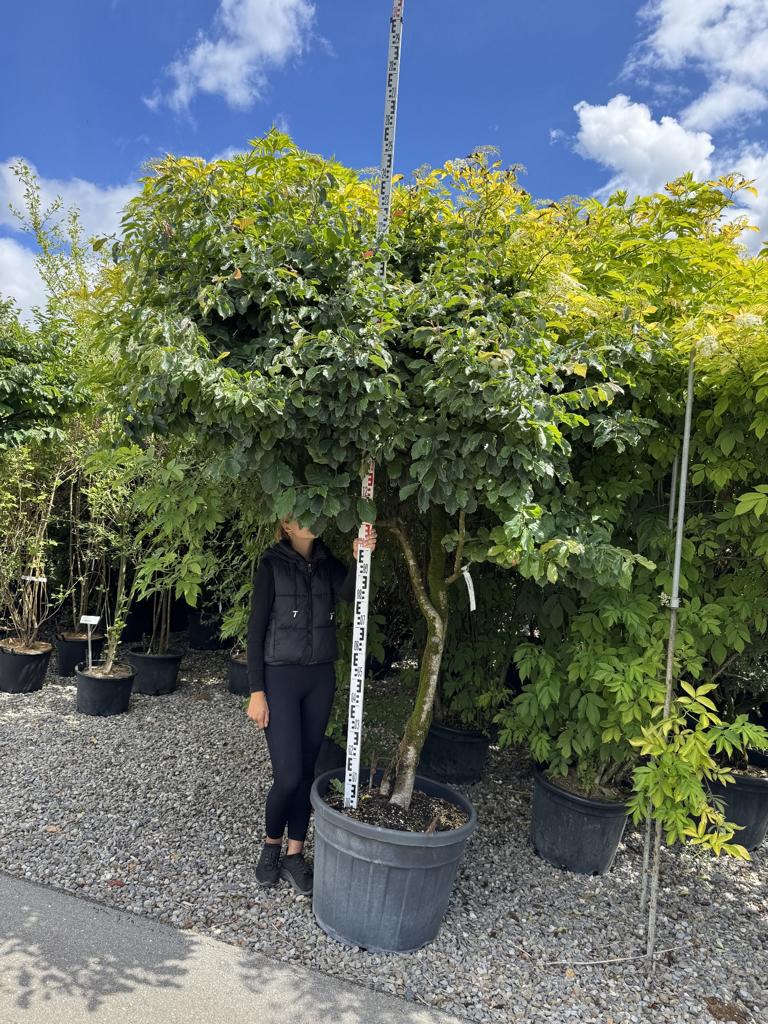 Parrotia persica Schirmform