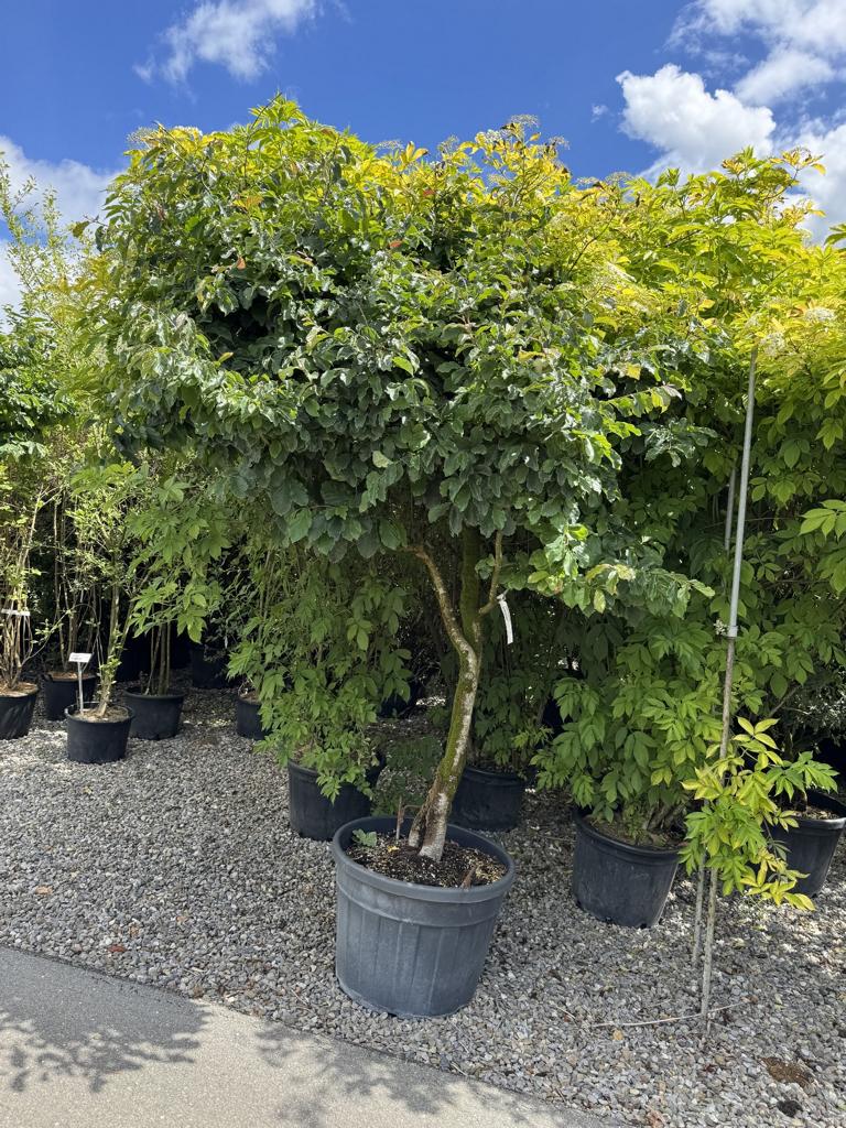 Parrotia persica Schirmform