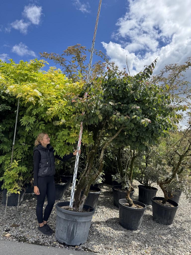 Parrotia persica Schirmform