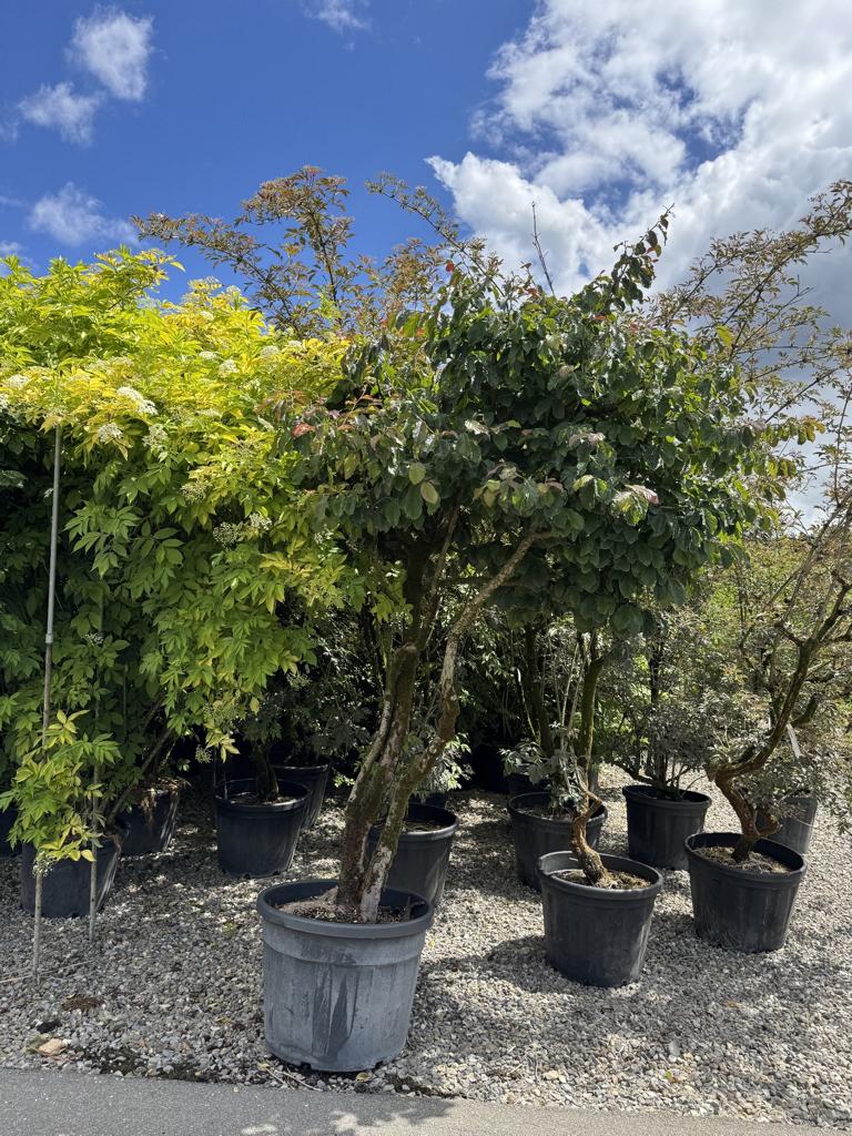 Parrotia persica Schirmform
