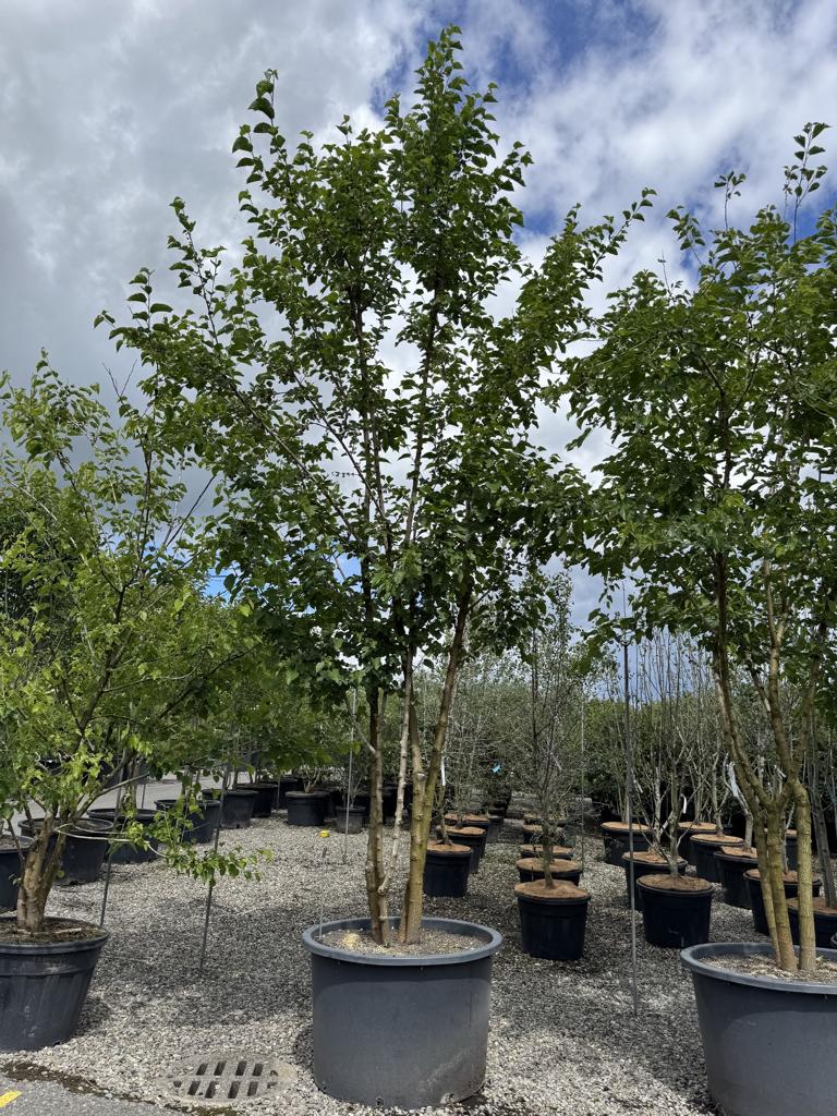 Morus alba