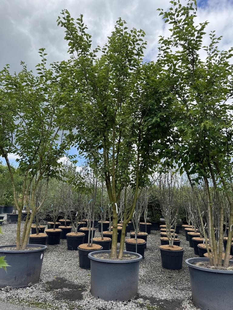 Morus alba