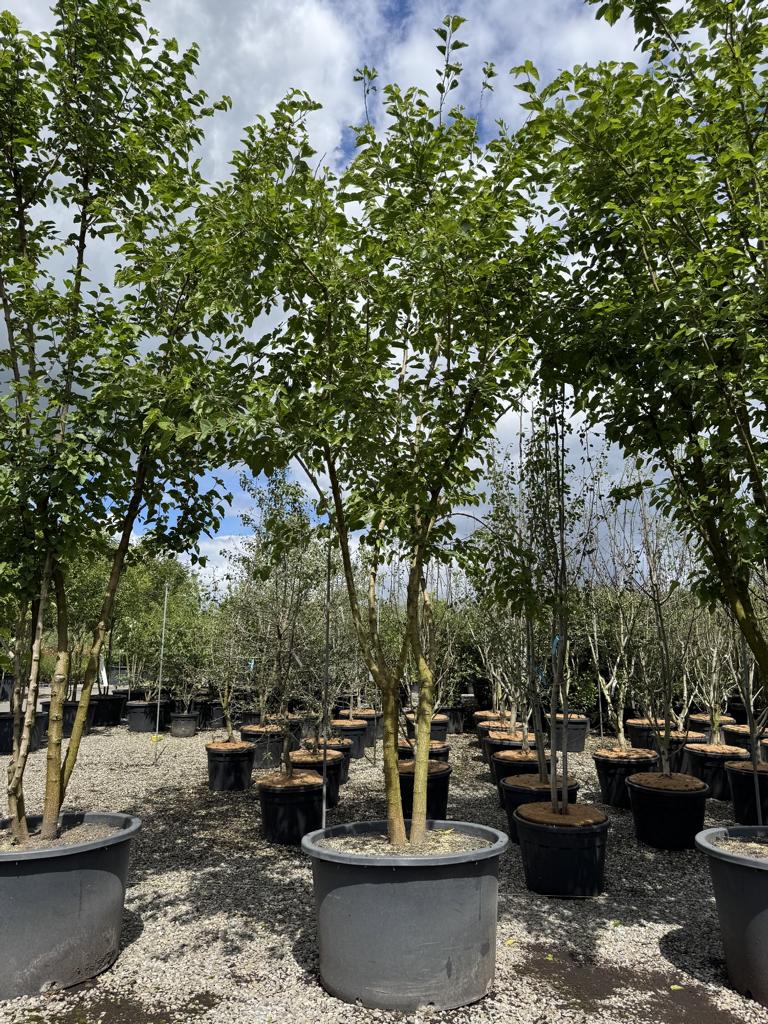 Morus alba