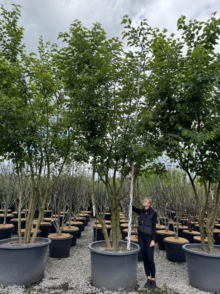 Morus alba
