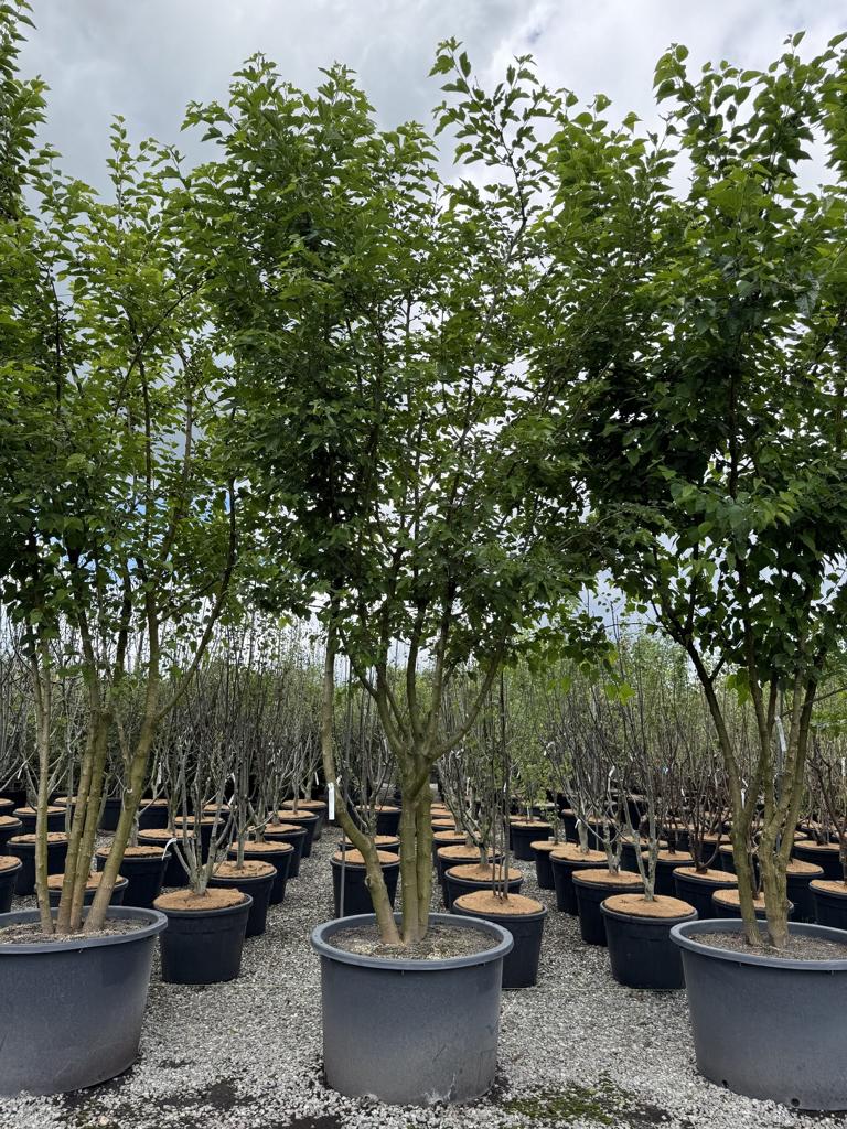 Morus alba