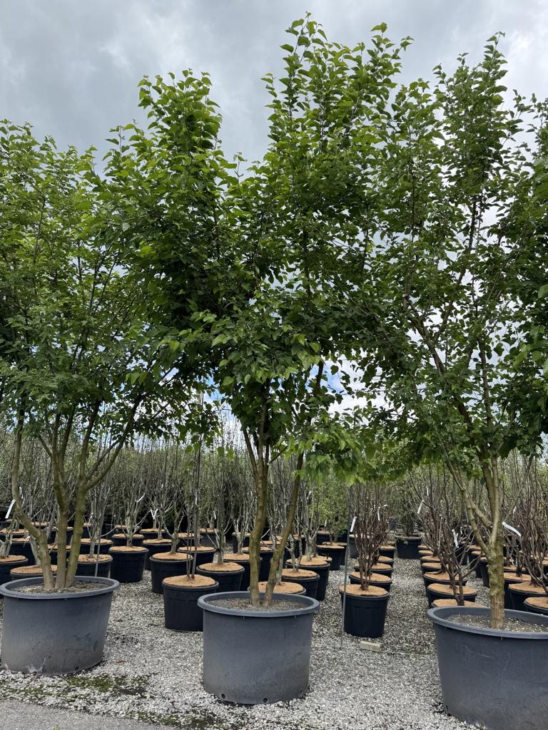 Morus alba