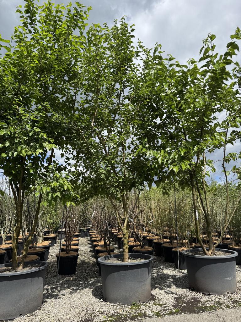 Morus alba