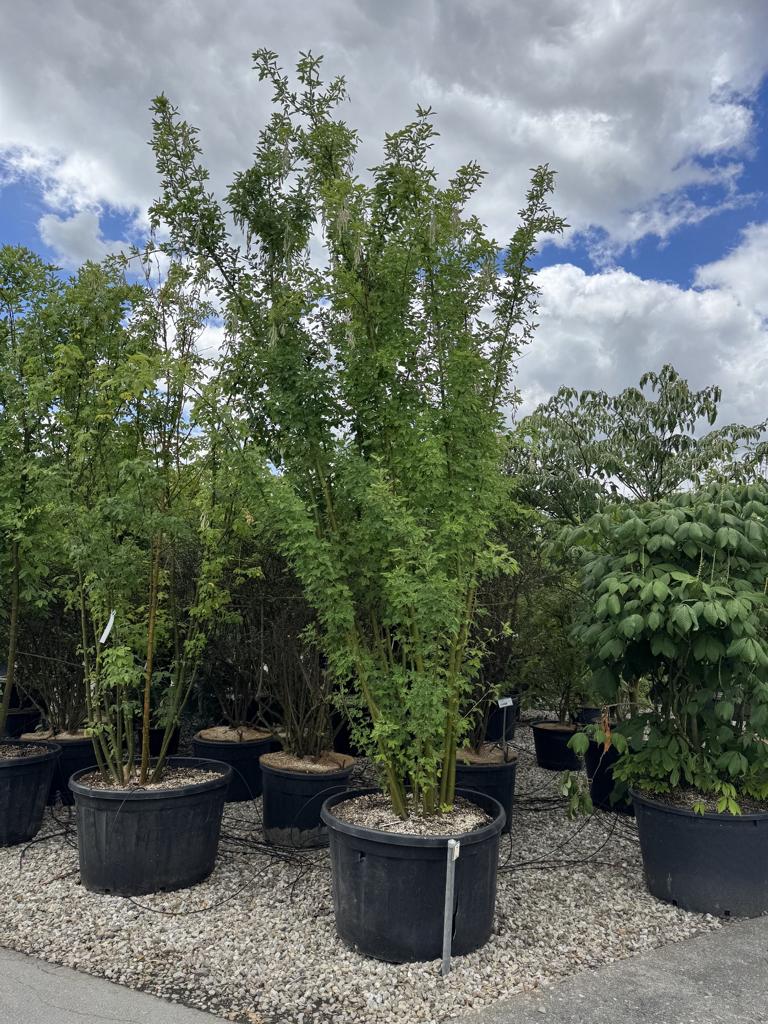 Laburnum anagyroides