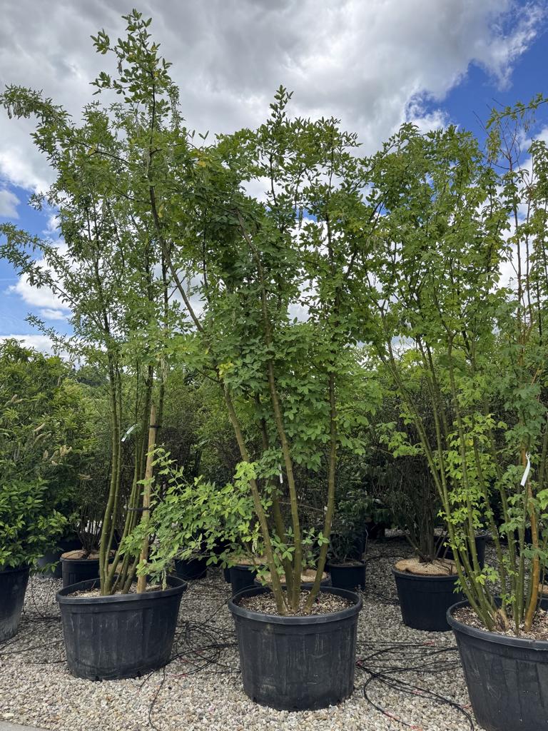 Laburnum anagyroides