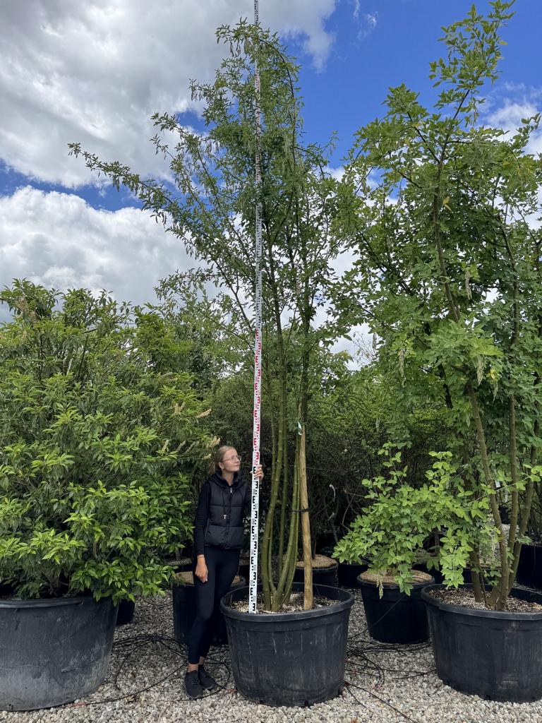 Laburnum anagyroides