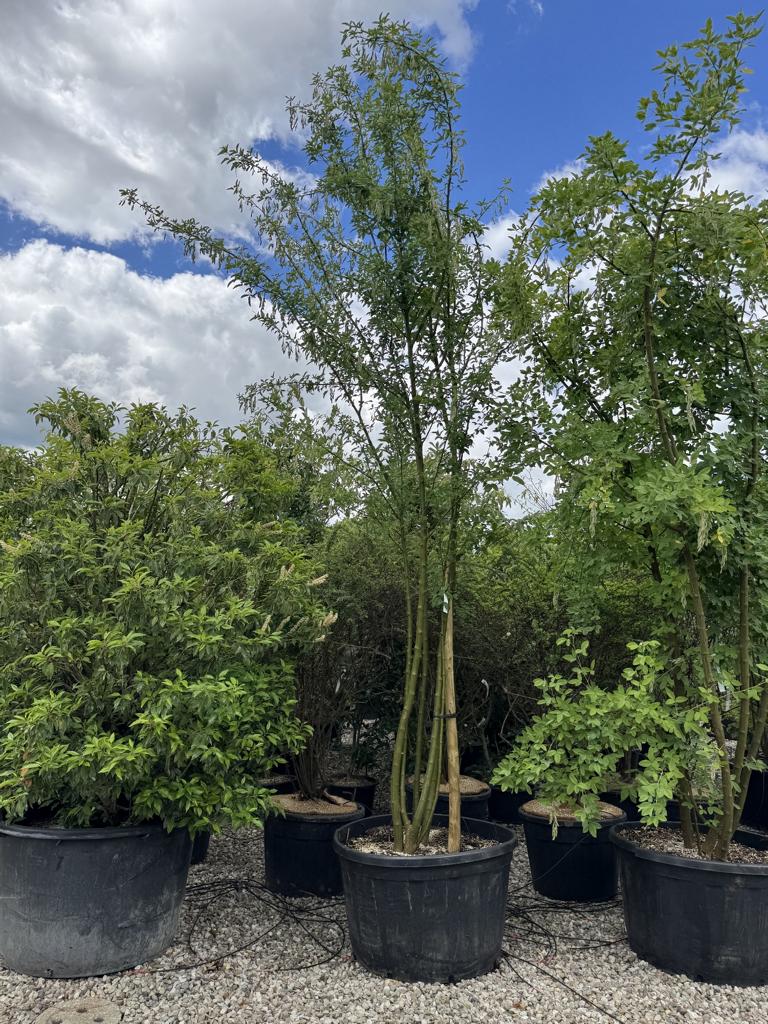Laburnum anagyroides