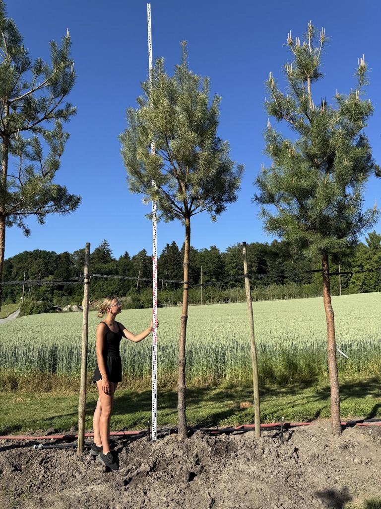 Pinus sylvestris