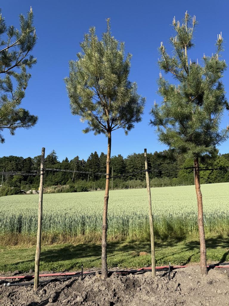 Pinus sylvestris