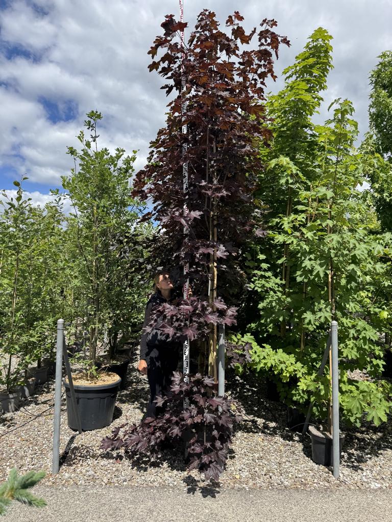 Acer platanoides 'Royal Red'