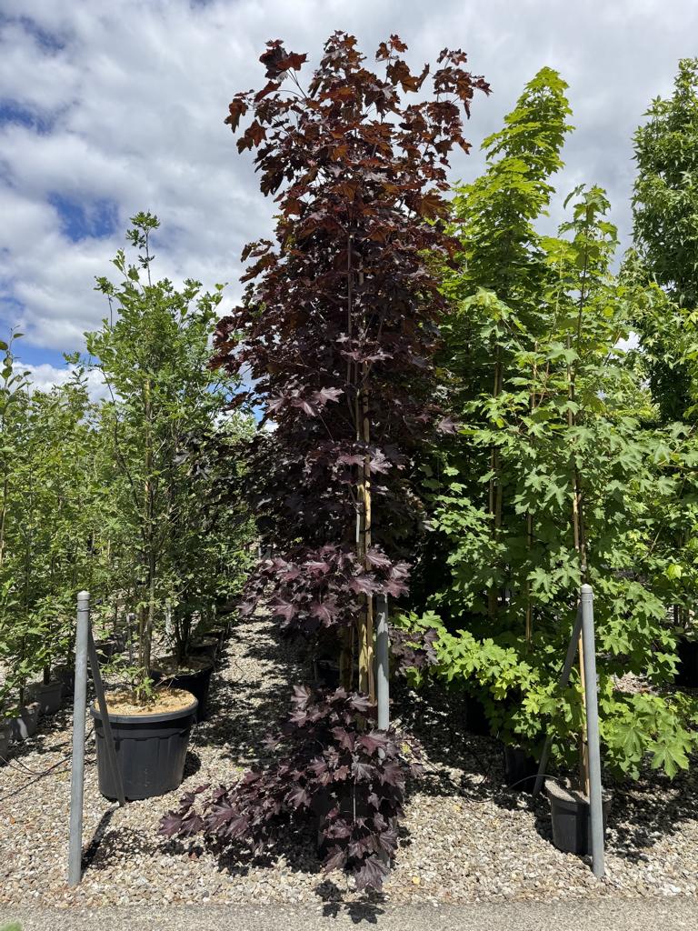 Acer platanoides 'Royal Red'