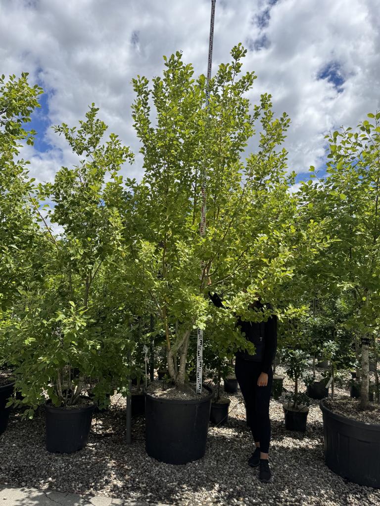 Alnus incana 'Aurea'