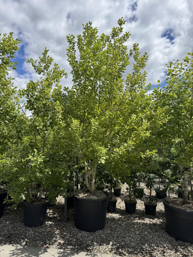 Alnus incana 'Aurea'
