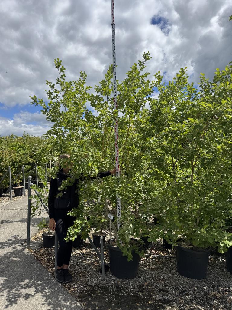 Alnus incana 'Aurea'