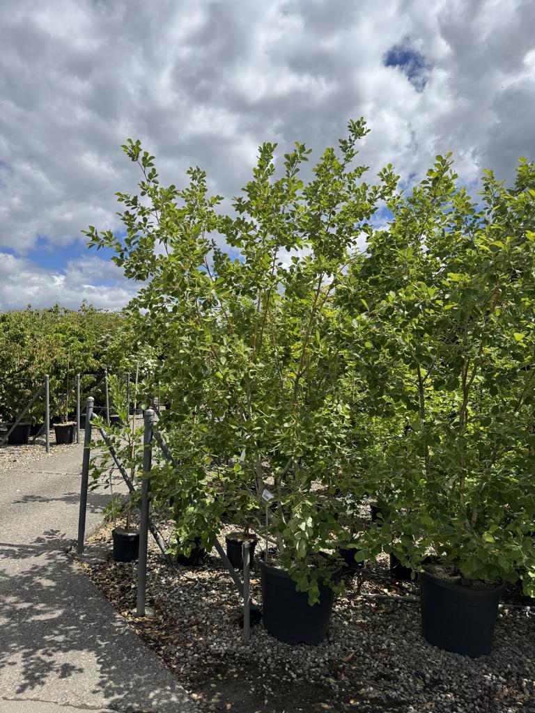Alnus incana 'Aurea'