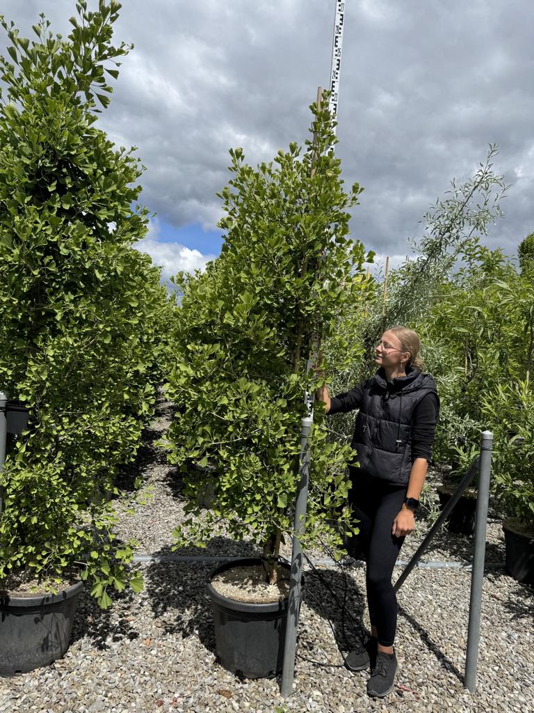 Ginkgo biloba 'Blagon'