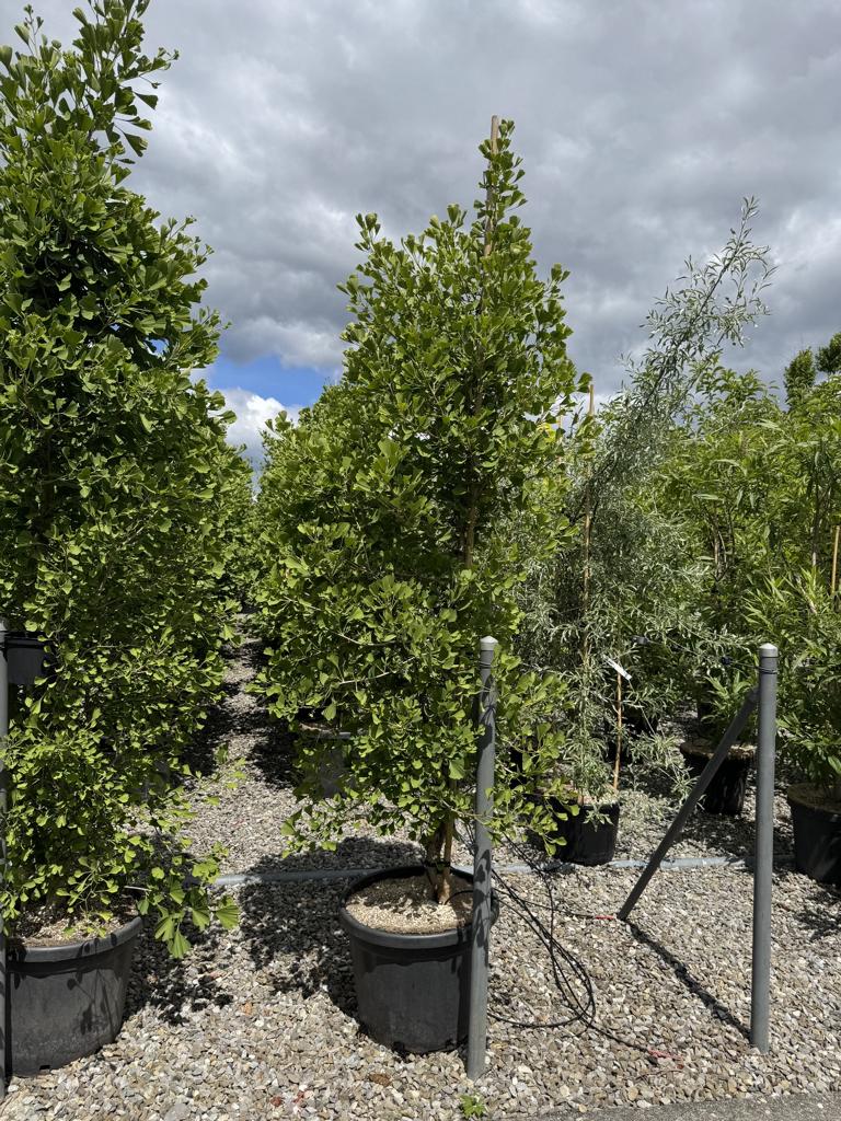 Ginkgo biloba 'Blagon'