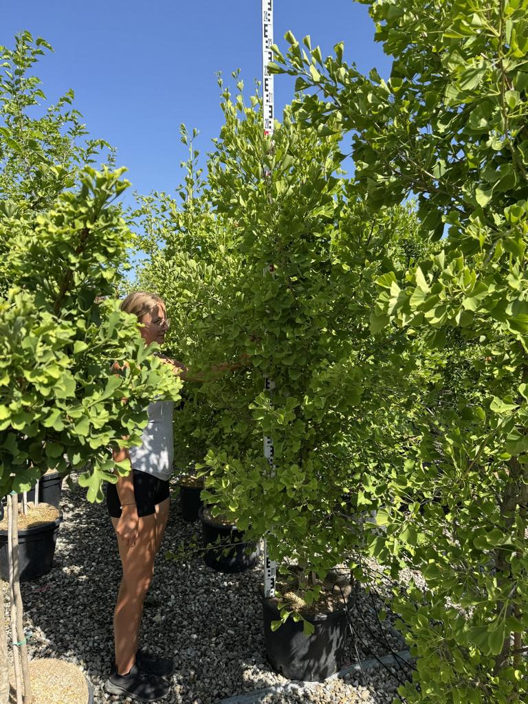 Ginkgo biloba 'Blagon'