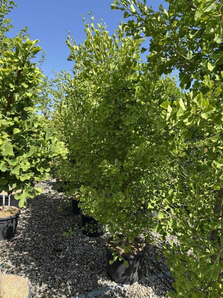 Ginkgo biloba 'Blagon'