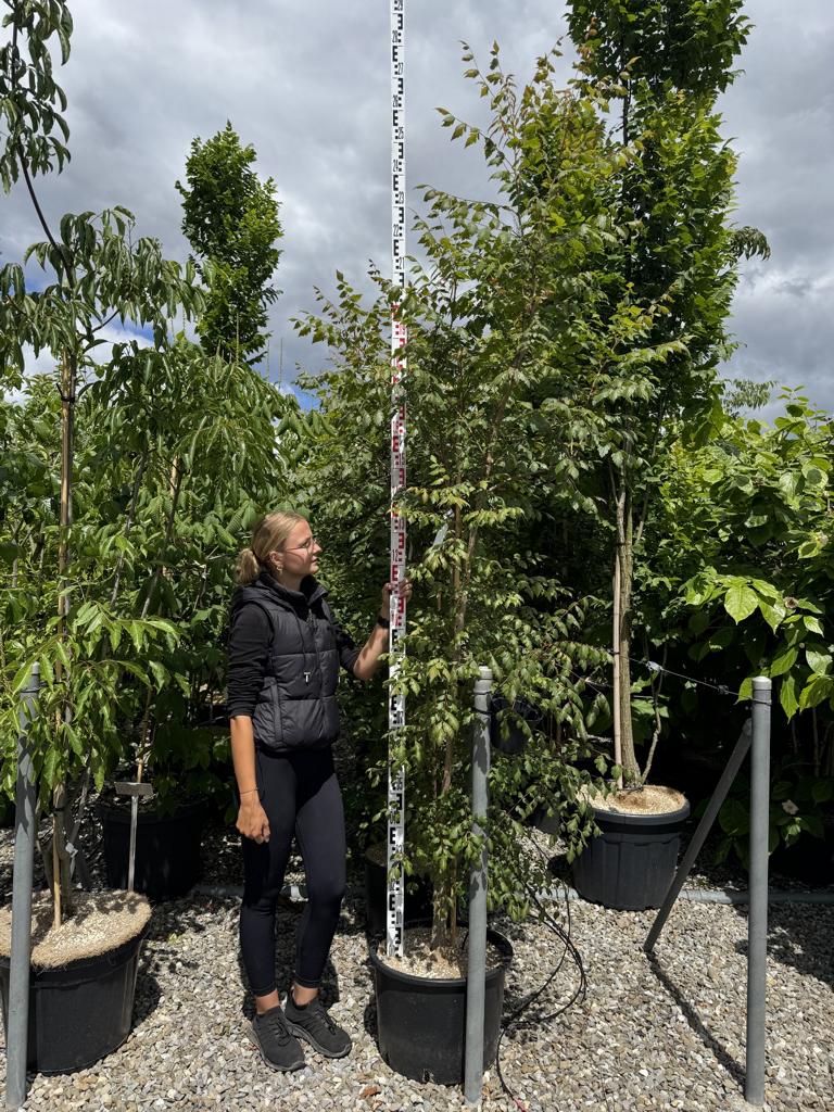 Koelreuteria paniculata
