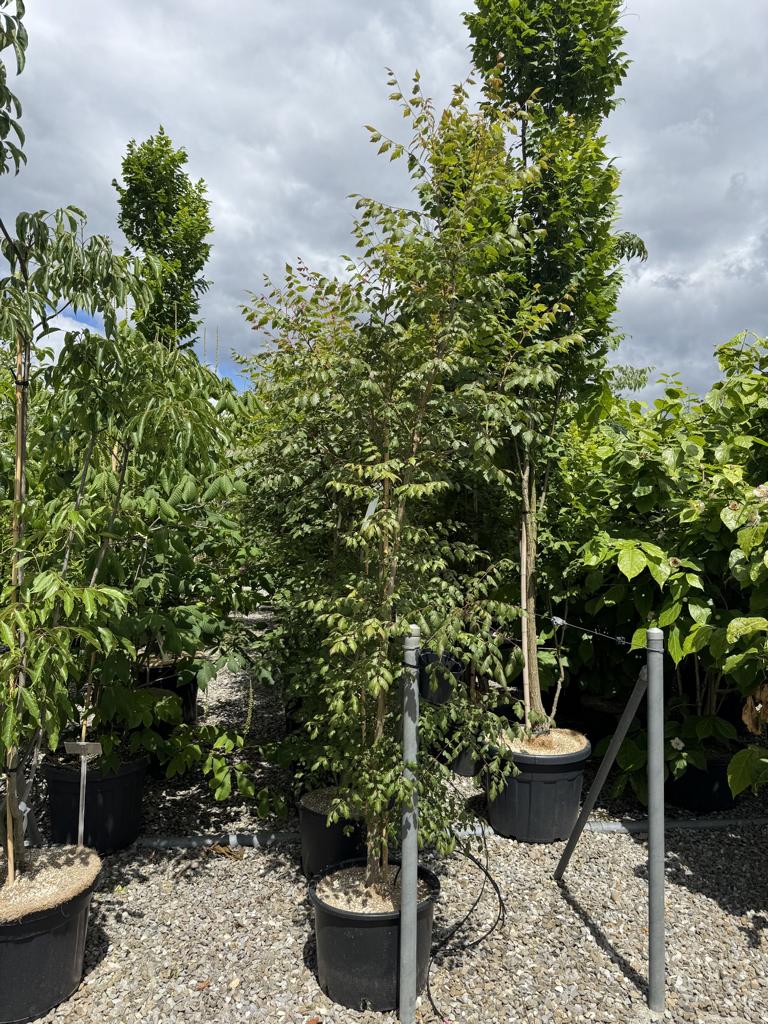Koelreuteria paniculata
