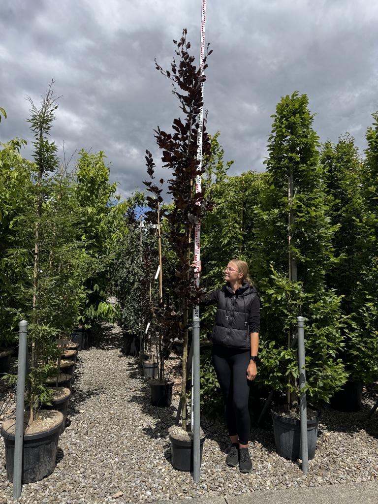Fagus sylvatica 'Dawyck Purple'