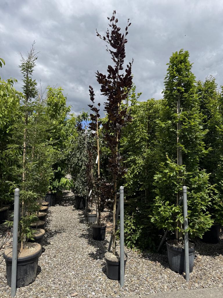 Fagus sylvatica 'Dawyck Purple'