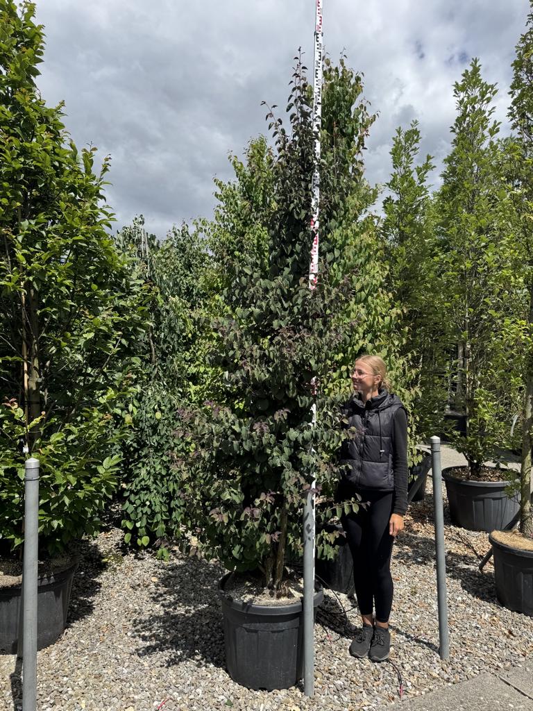 Cercidiphyllum japonicum 'Rotfuchs'
