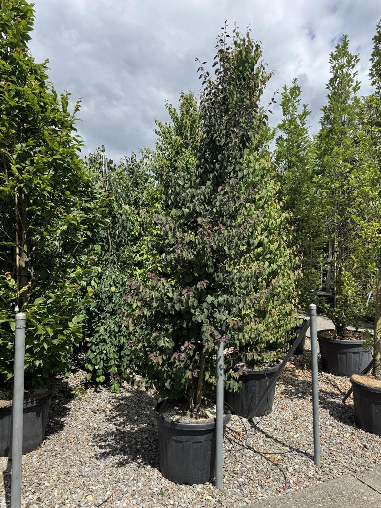 Cercidiphyllum japonicum 'Rotfuchs'