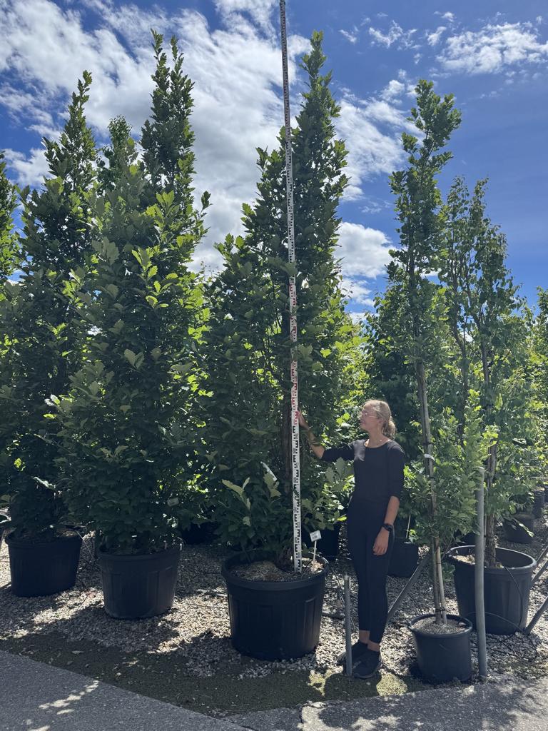 Quercus warei 'Regal Prince'
