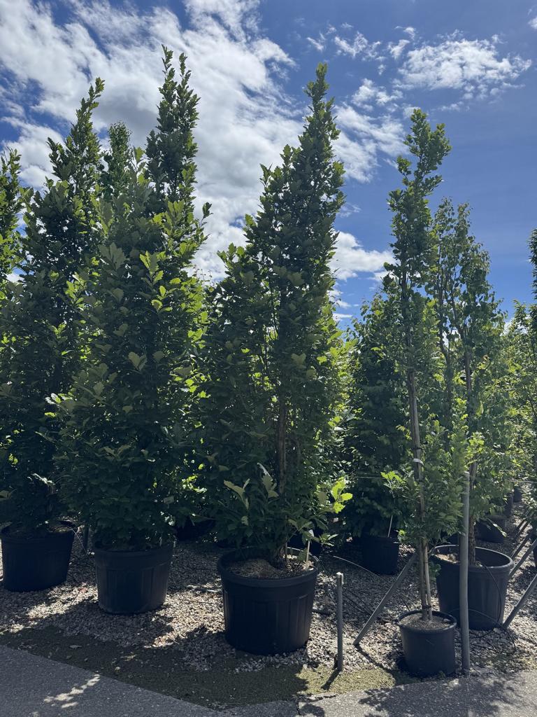Quercus warei 'Regal Prince'