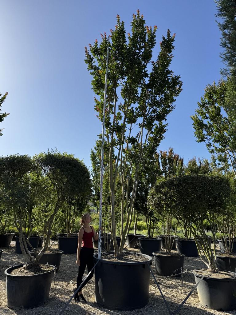 Lagerstroemia 'Sioux'