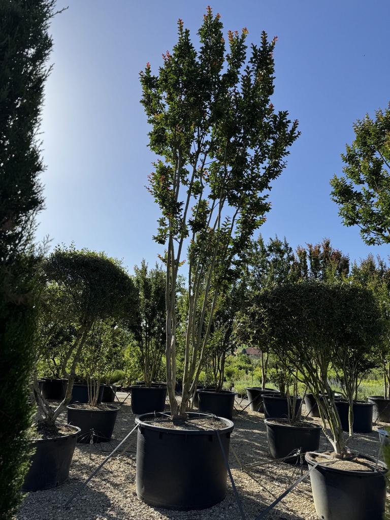 Lagerstroemia 'Sioux'