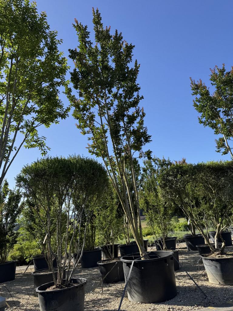 Lagerstroemia indica 'Miami'