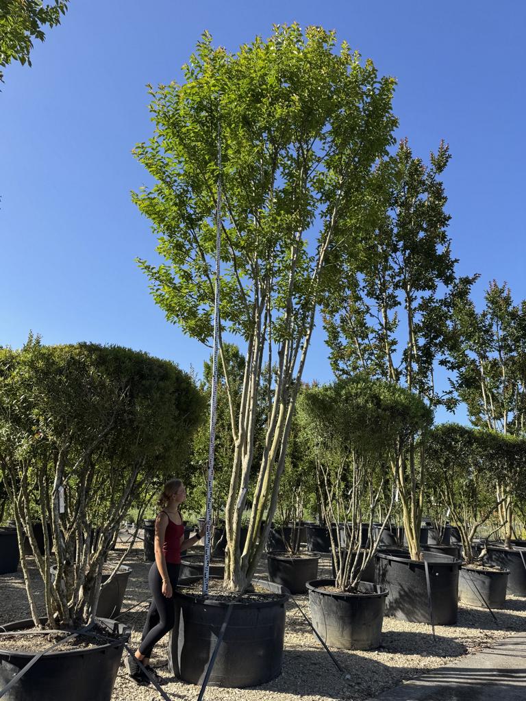 Lagerstroemia indica 'Biloxi'