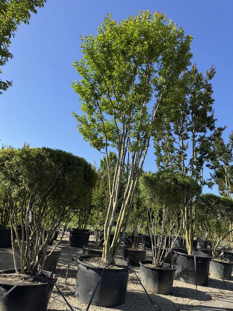Lagerstroemia indica 'Biloxi'