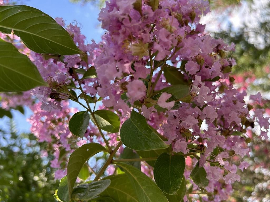 Lagerstroemia indica 'Biloxi'