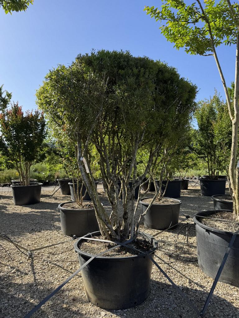 Phillyrea angustifolia Schirmform